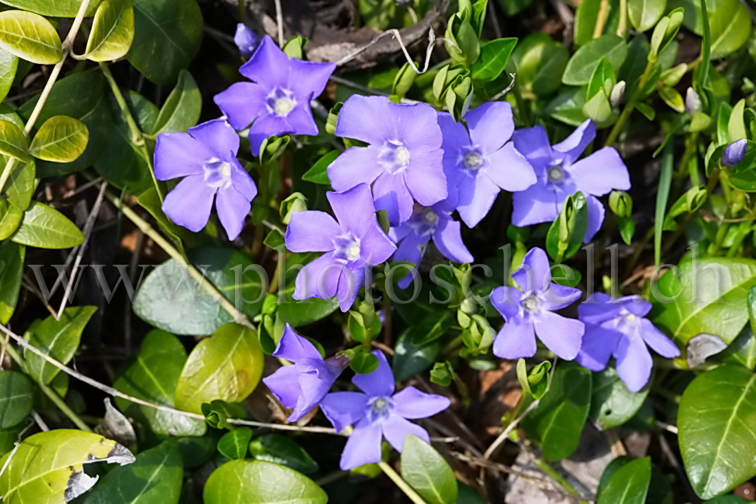 Violettes en grappe