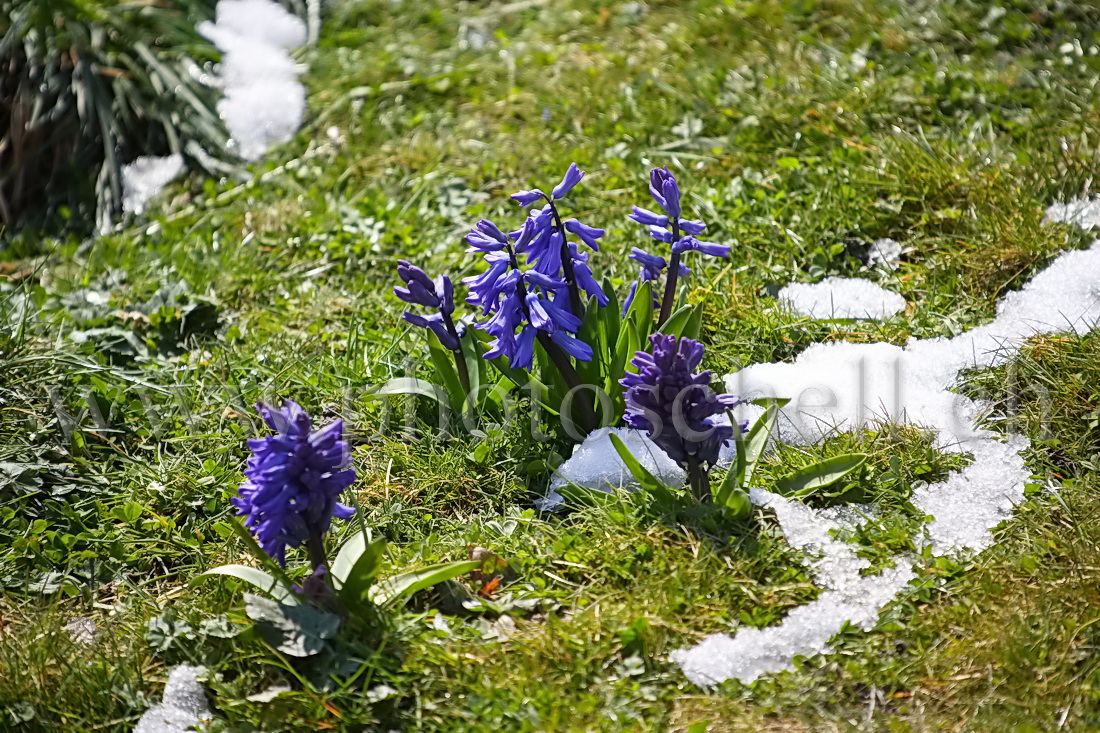 Jacinthes dans la neige de printemps