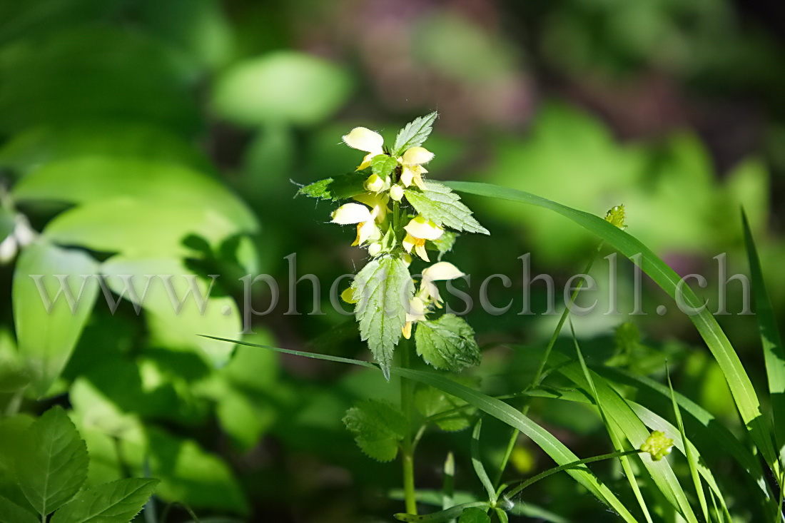 Ortie jaune dans l'herbe