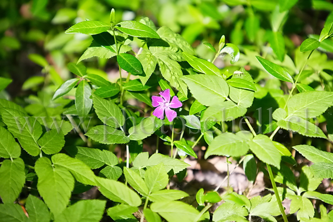 Violette sauvage en forêt