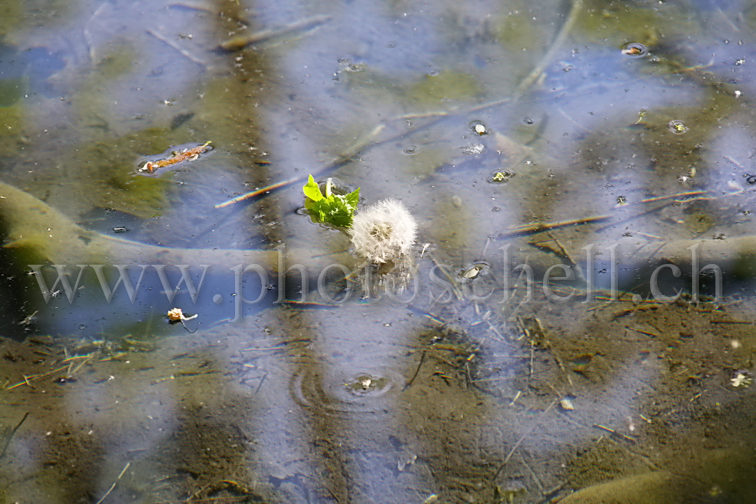 Pissenlit flottant