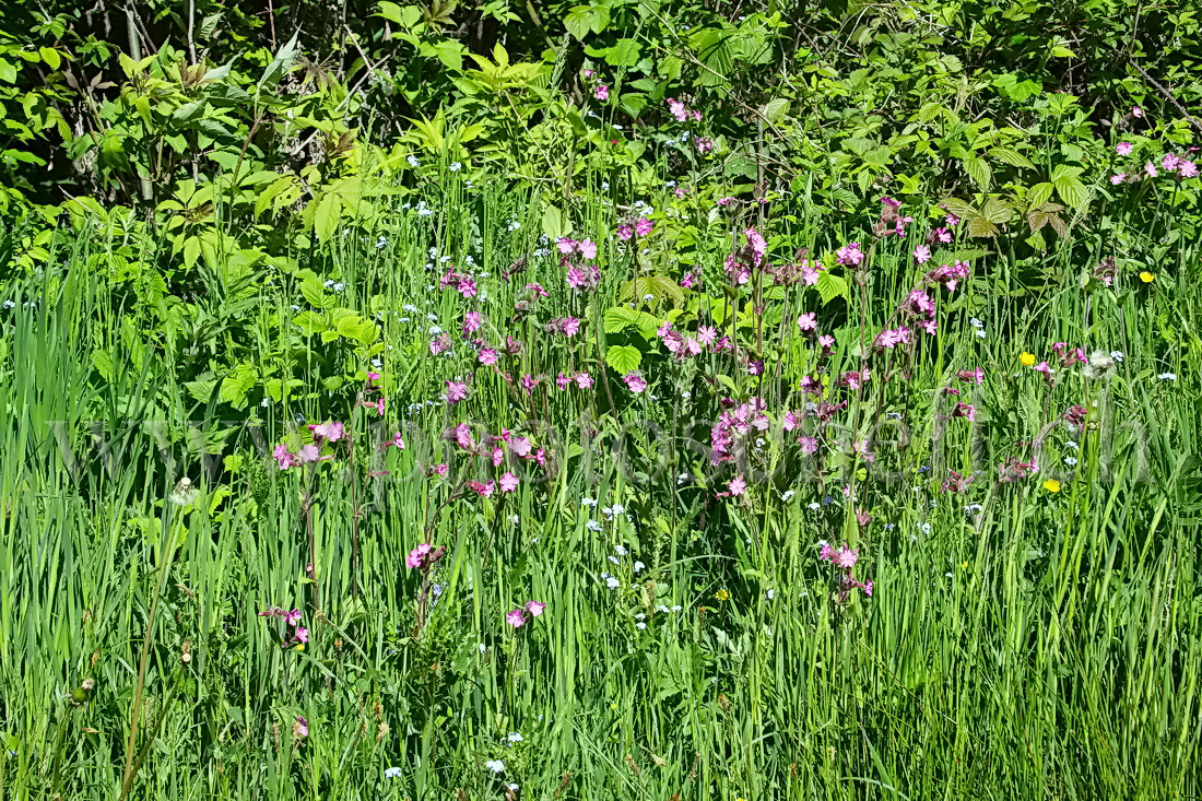 Fleurs sauvages en forêt