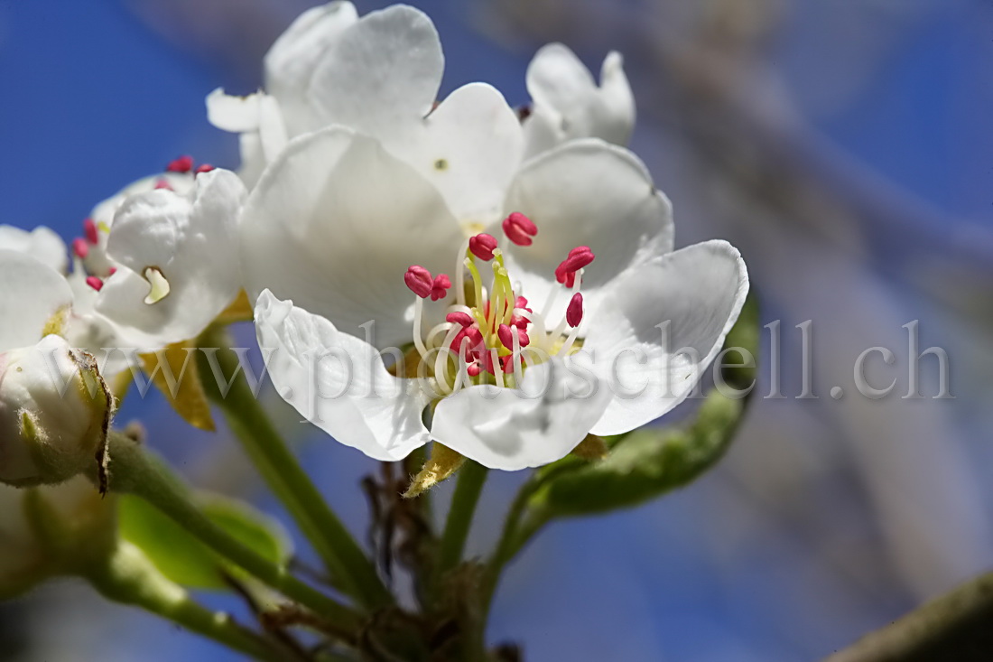 Fleur de pommier