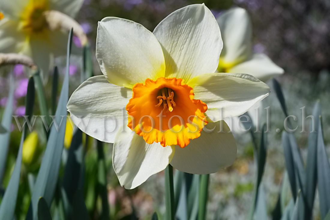 Narcisse et son ombre