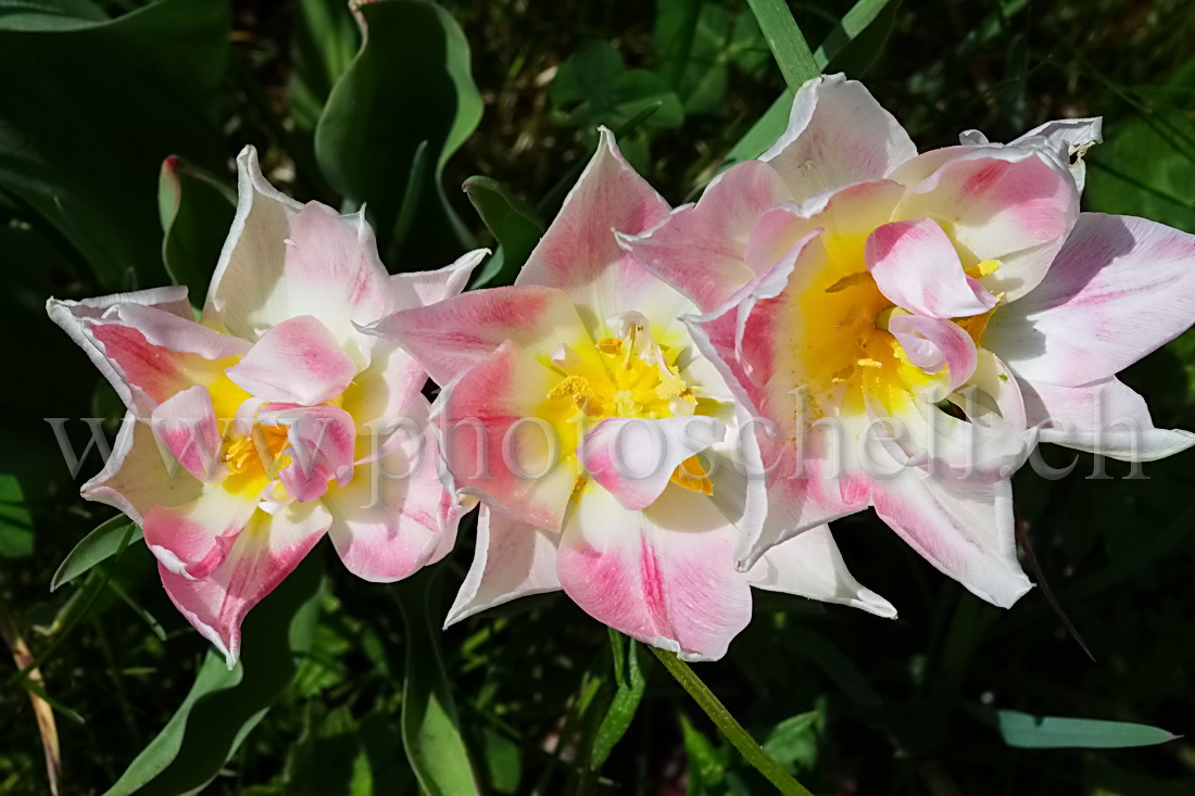 Alignement de tulipes roses