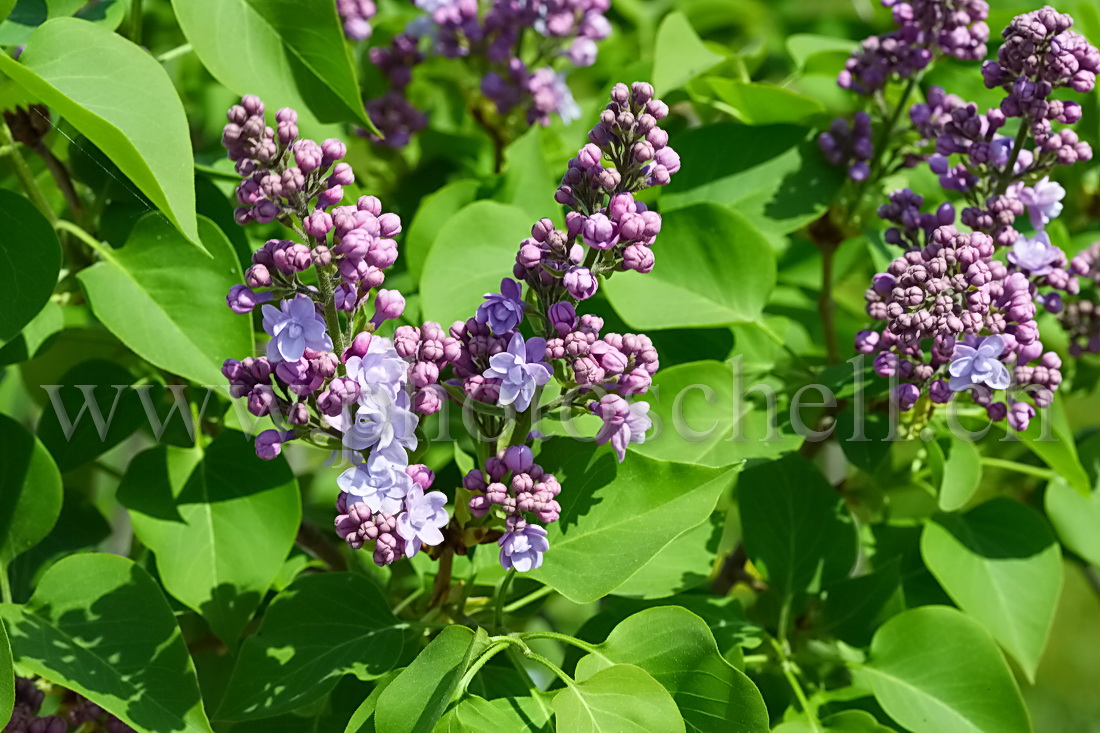 Lilas rose en train d'éclore