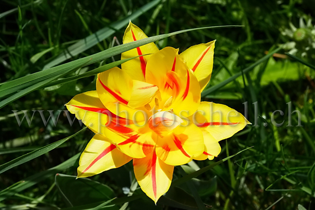 Tulipe bariolée