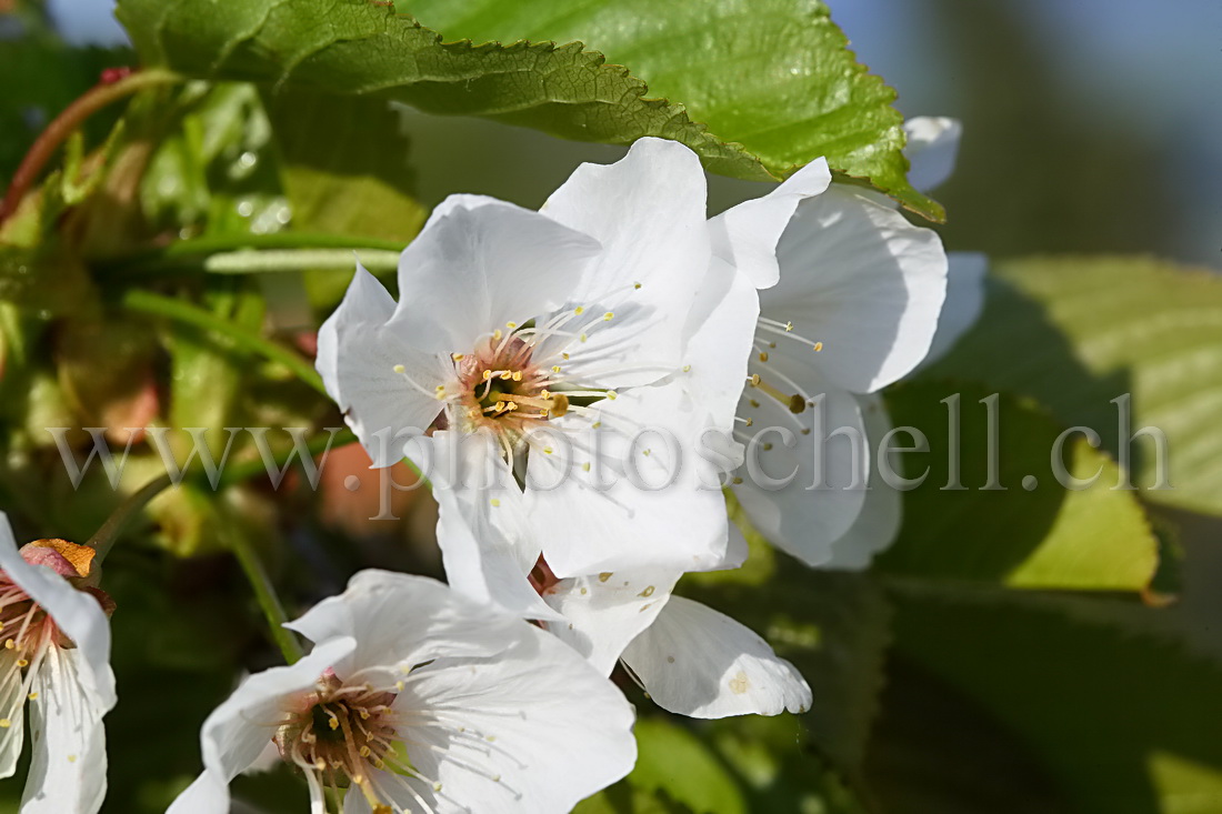 Fleur de cerisier