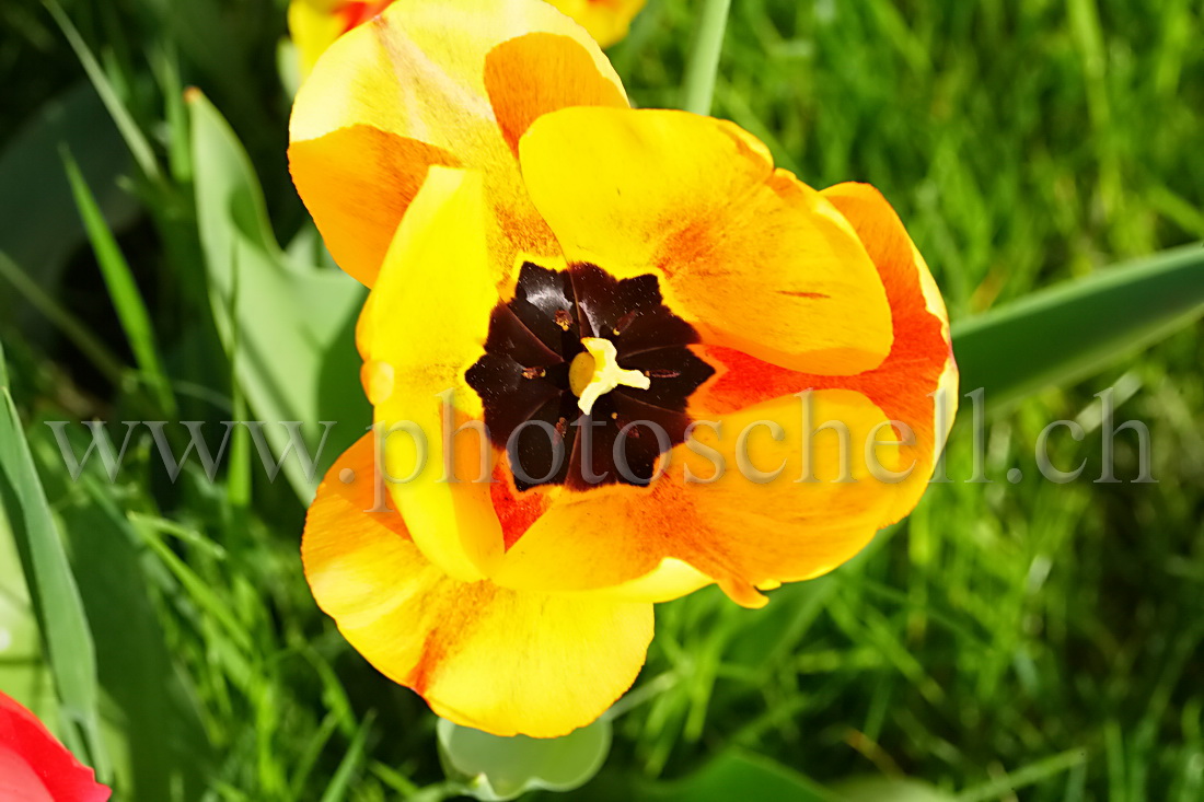 Tulipe colorée