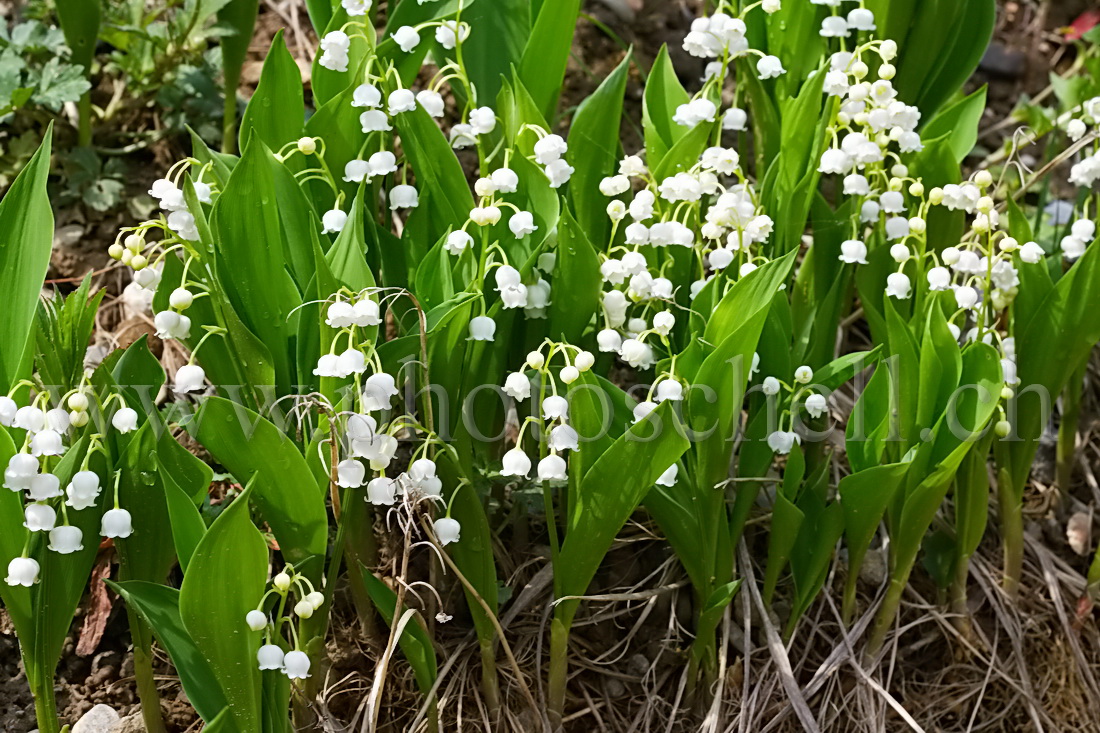 Muguet humide