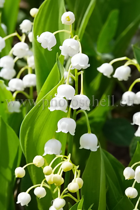 Clochettes de muguet