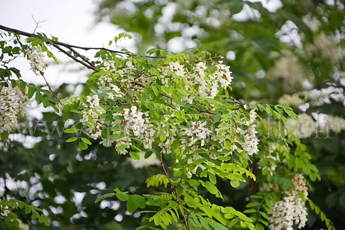 Accacias en fleurs