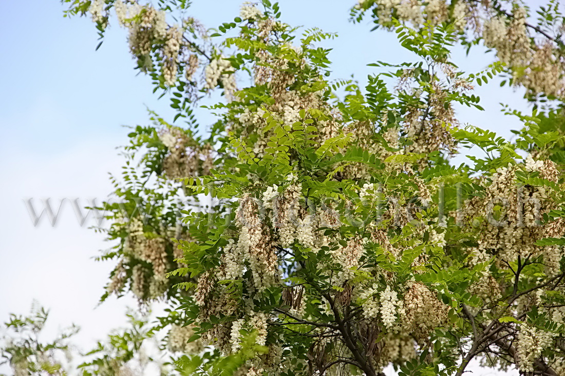 Accacias en fleurs