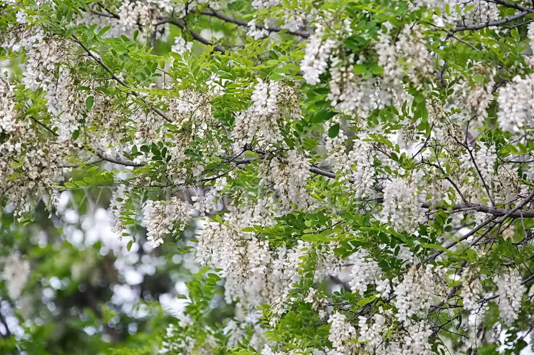 Accacias en fleurs