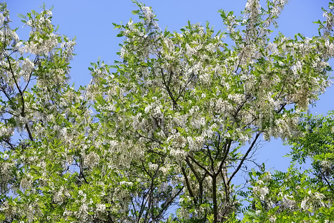 Accacias en fleurs