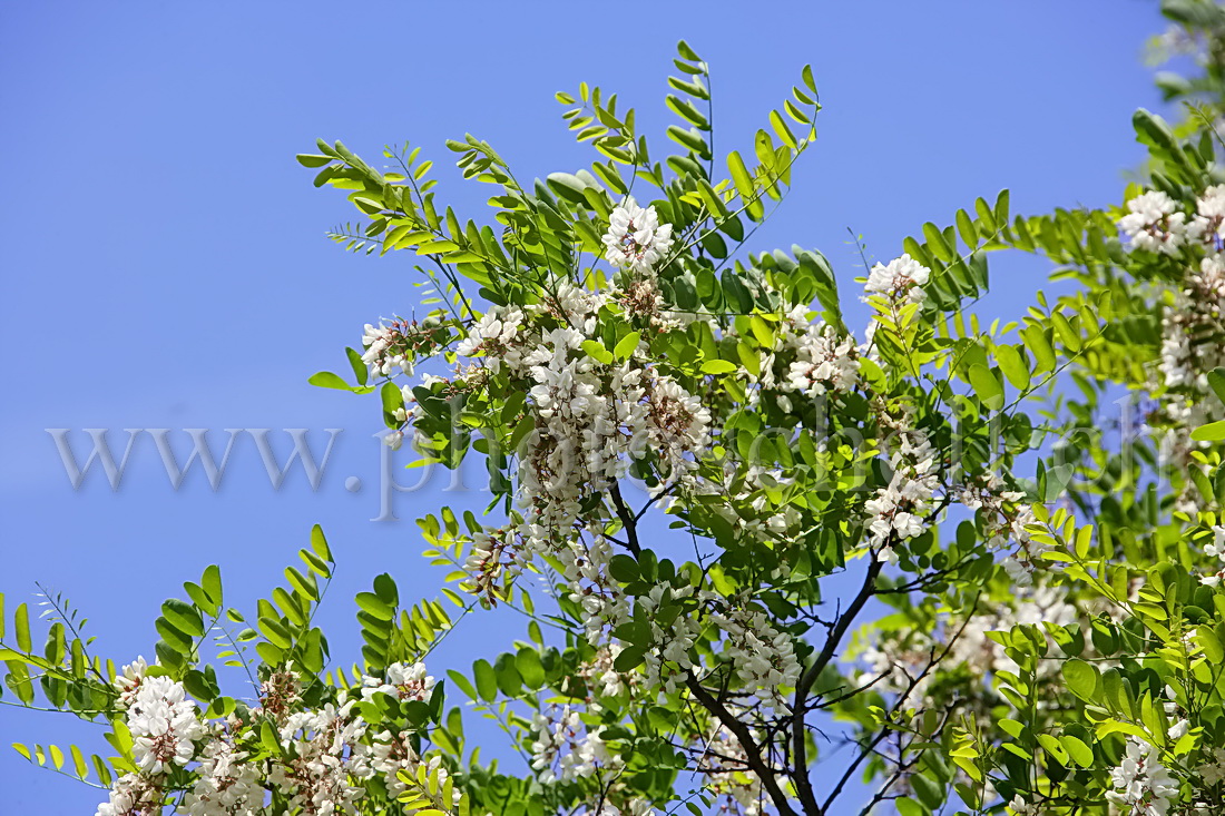 Accacias en fleurs