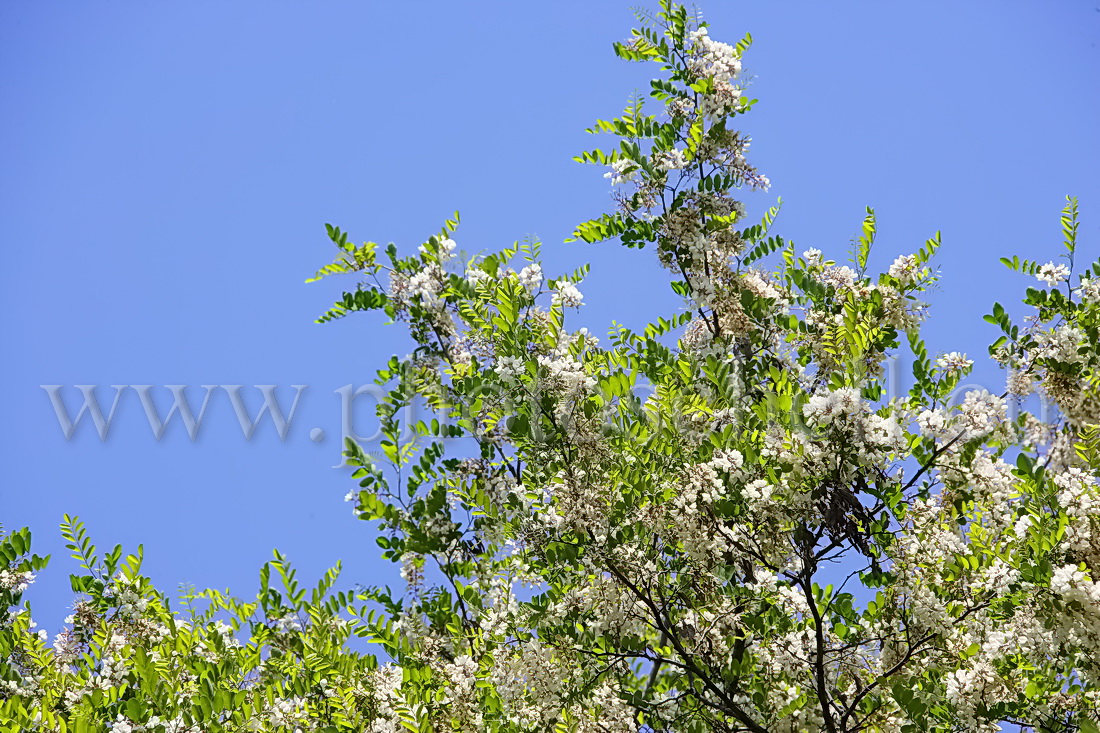 Accacias en fleurs