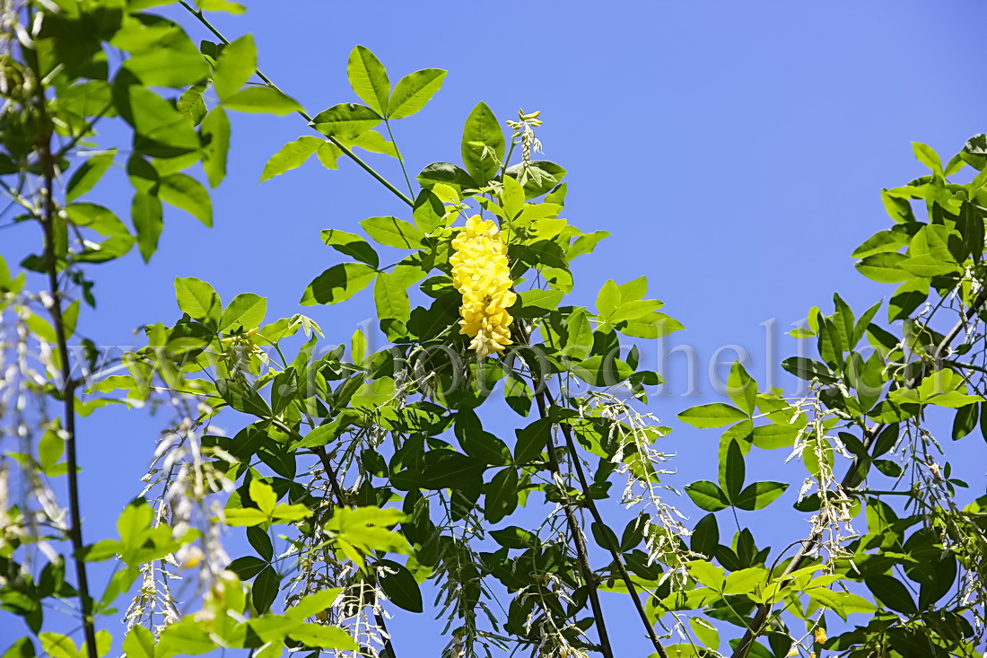 Fleur jaune