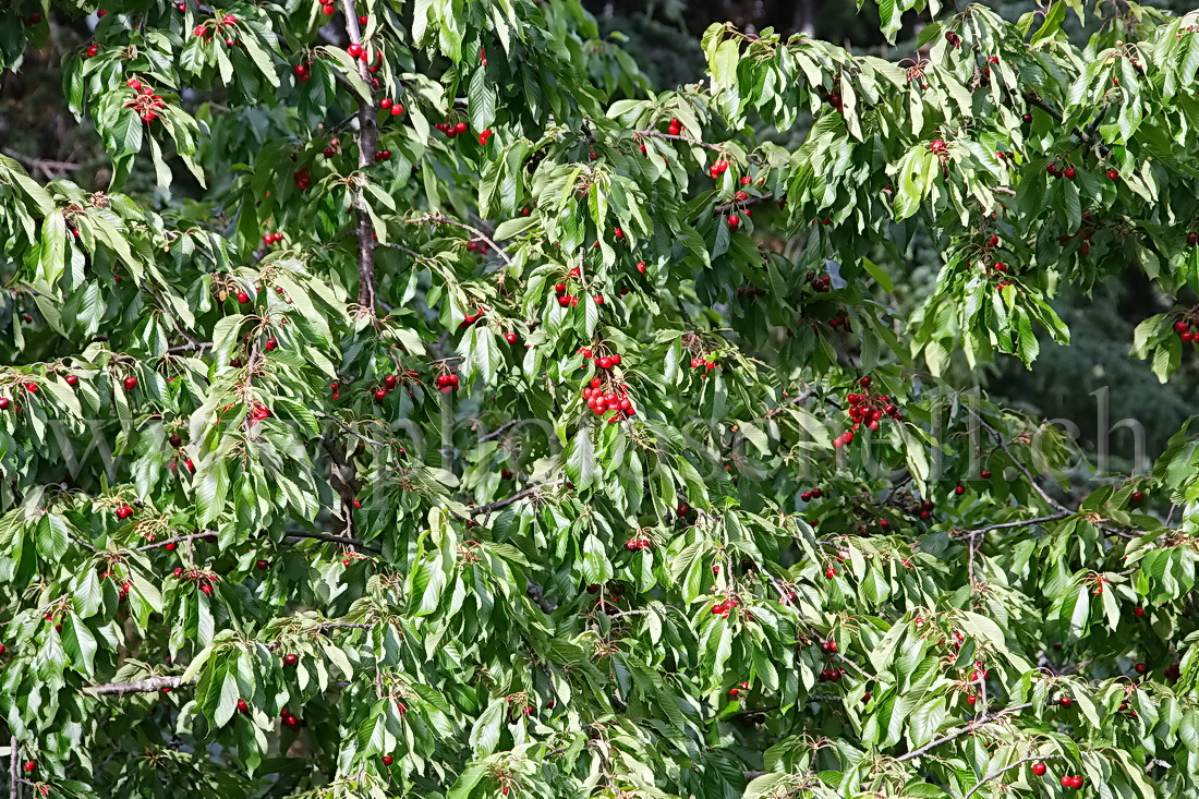 Cerises