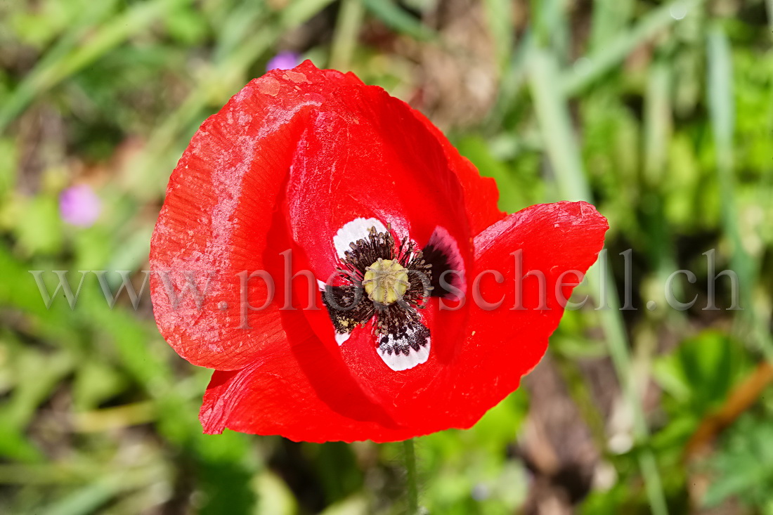 Coquelicot en fleur