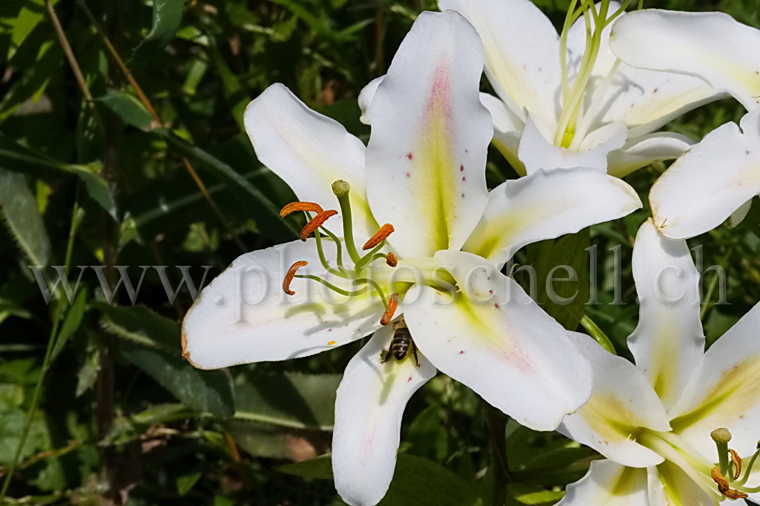 Lys blanc et sa mouche