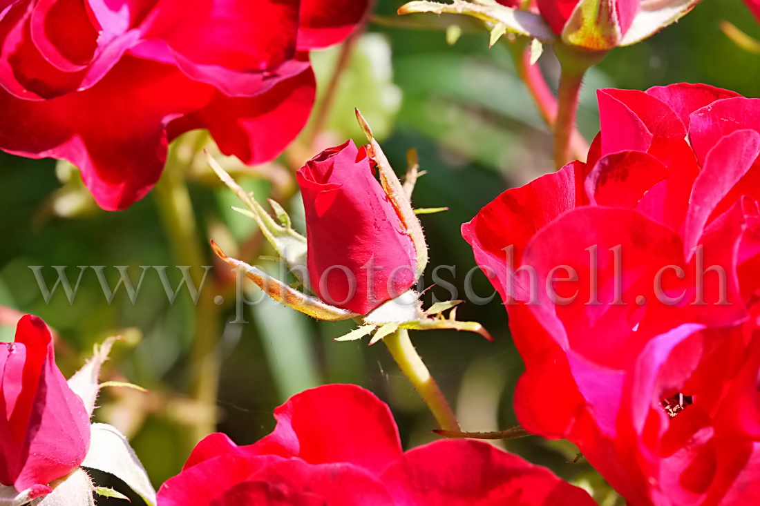 Bouton de rose avec ses congénères plus agés