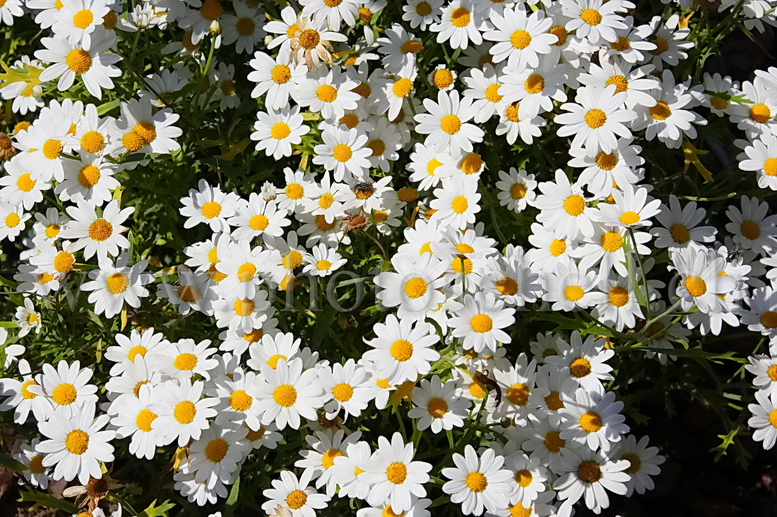 Parterre de marguerites