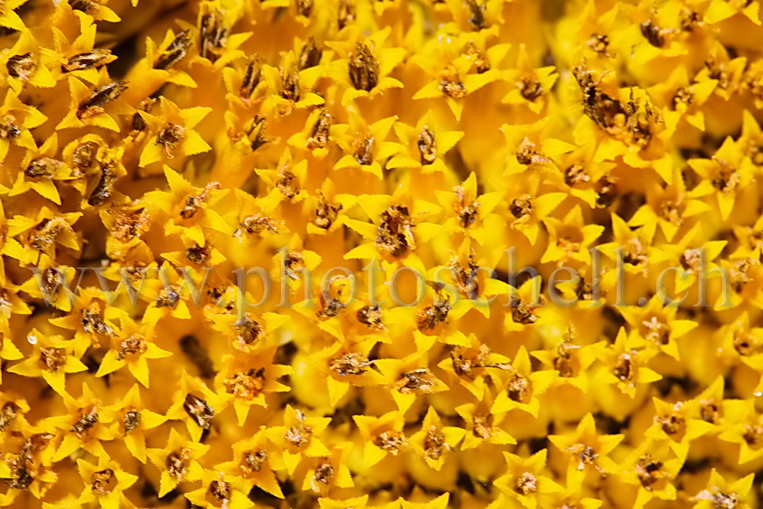 Détails d'une fleur de tournesol