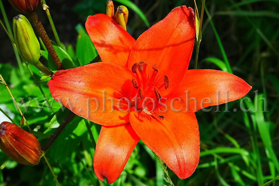 Lys rouge avec l'ombre d'un brin d'herbe