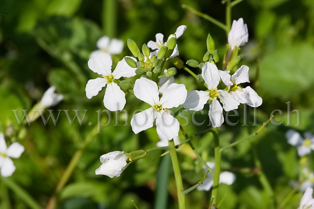 Fleurs de radis