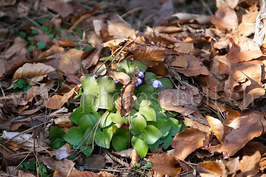 Fleurs printannières