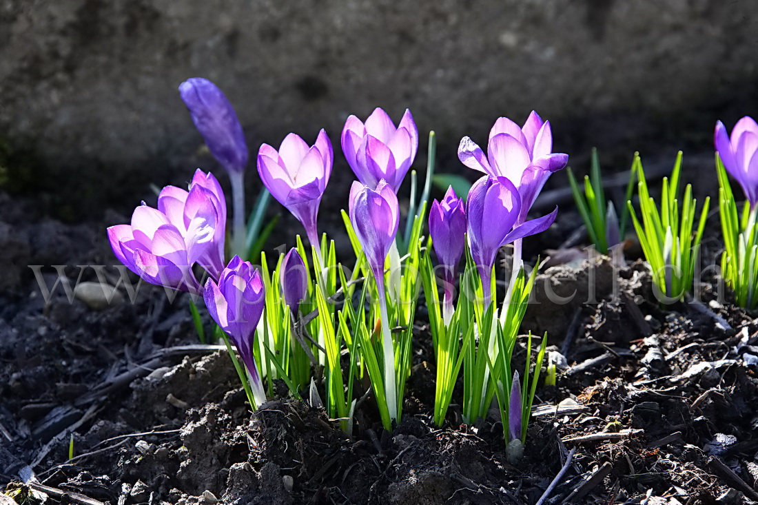 Crocus en contrejour