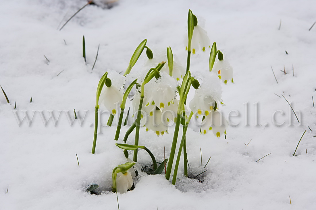 Perceneiges dans la neige