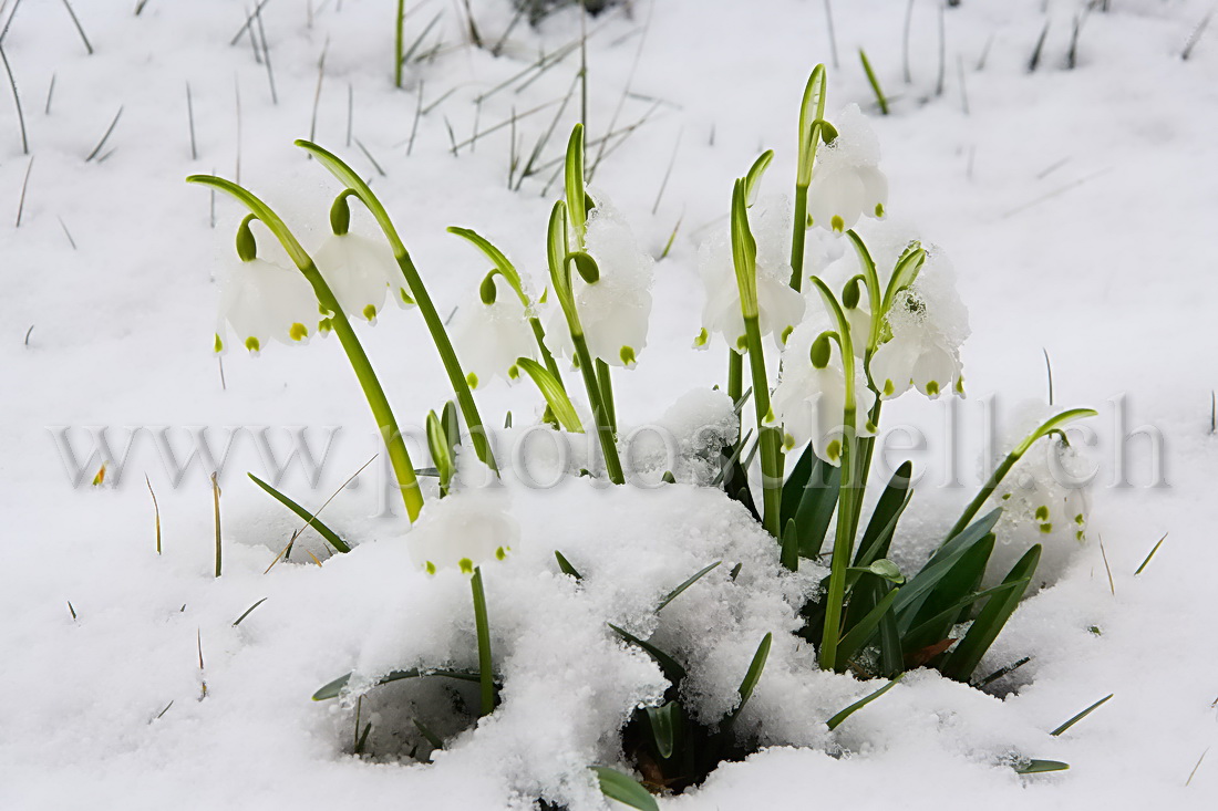 Perceneiges dans la neige