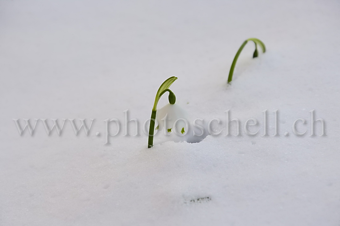 Clochettes dépassant de la neige fraiche