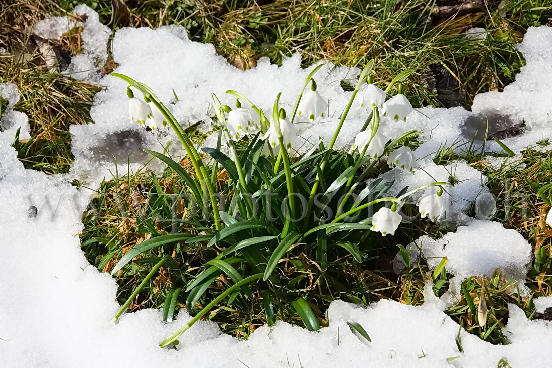 Trouée de verdure et de fleurs dans la neige