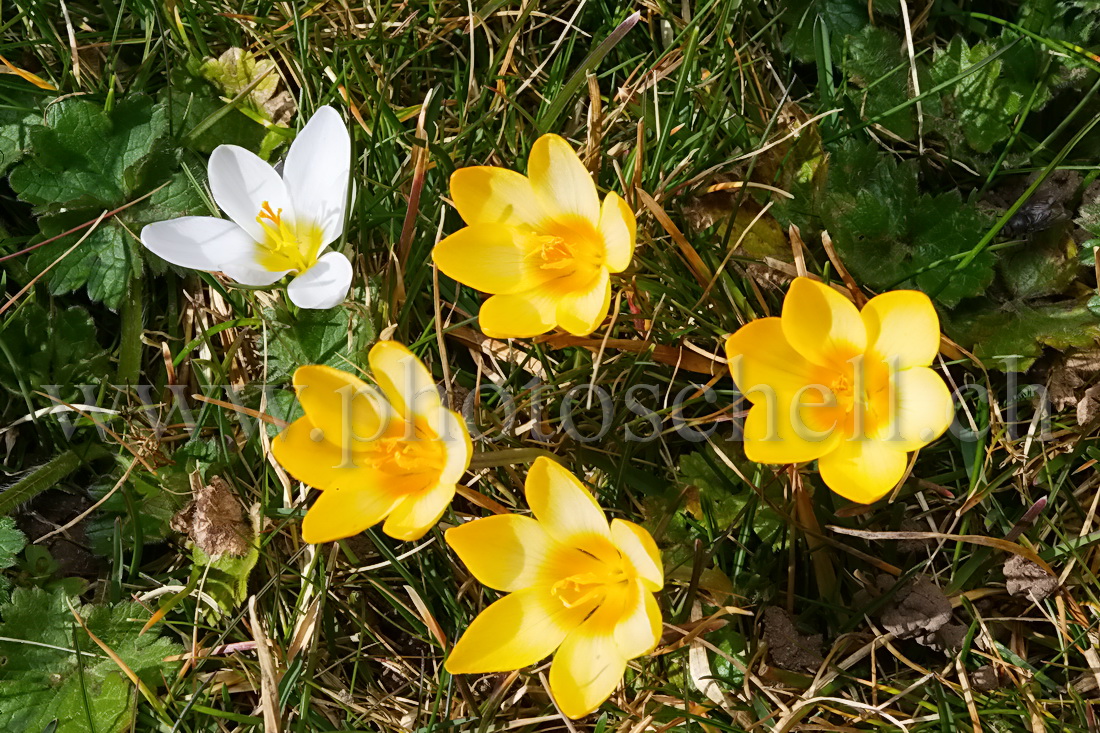 Crocus nains