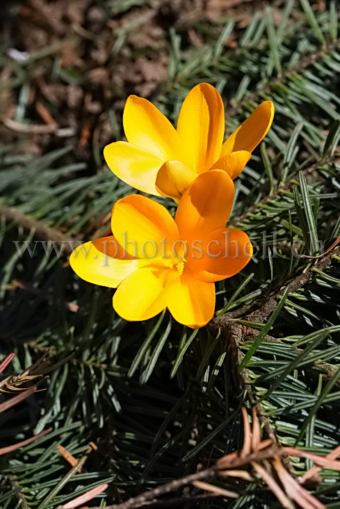 Crocus sortant d'une branche de sapin