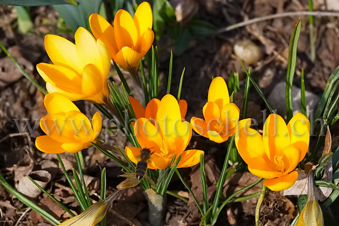 Crocus jaunes