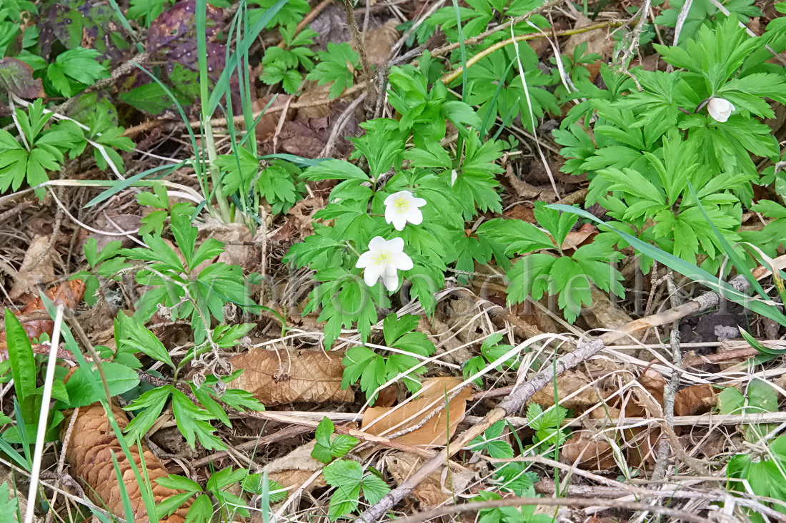 Fleurs du printemps en forêt