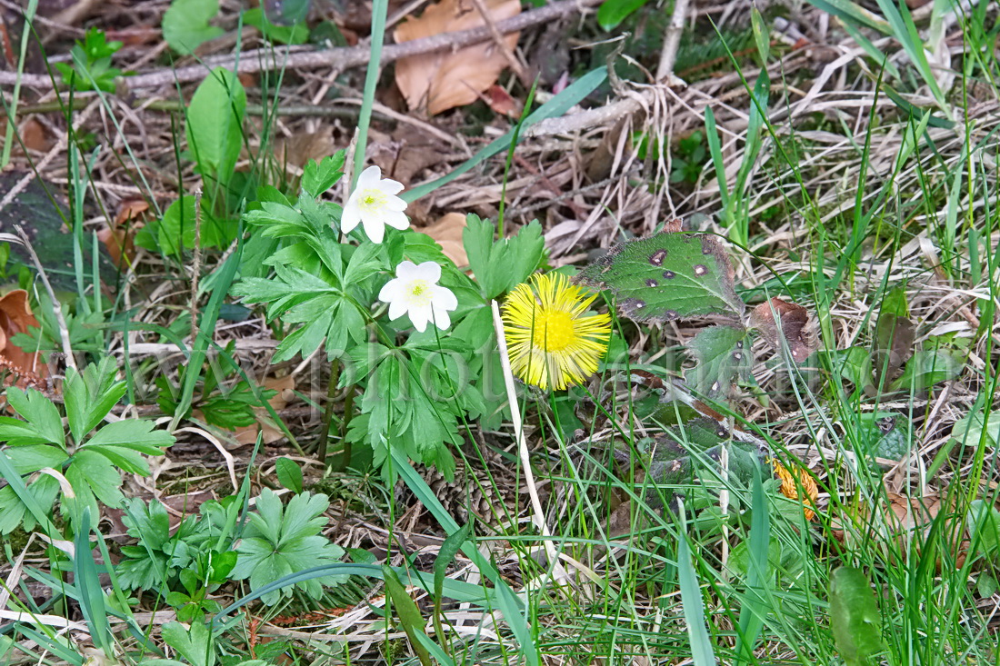 Fleurs du printemps en forêt