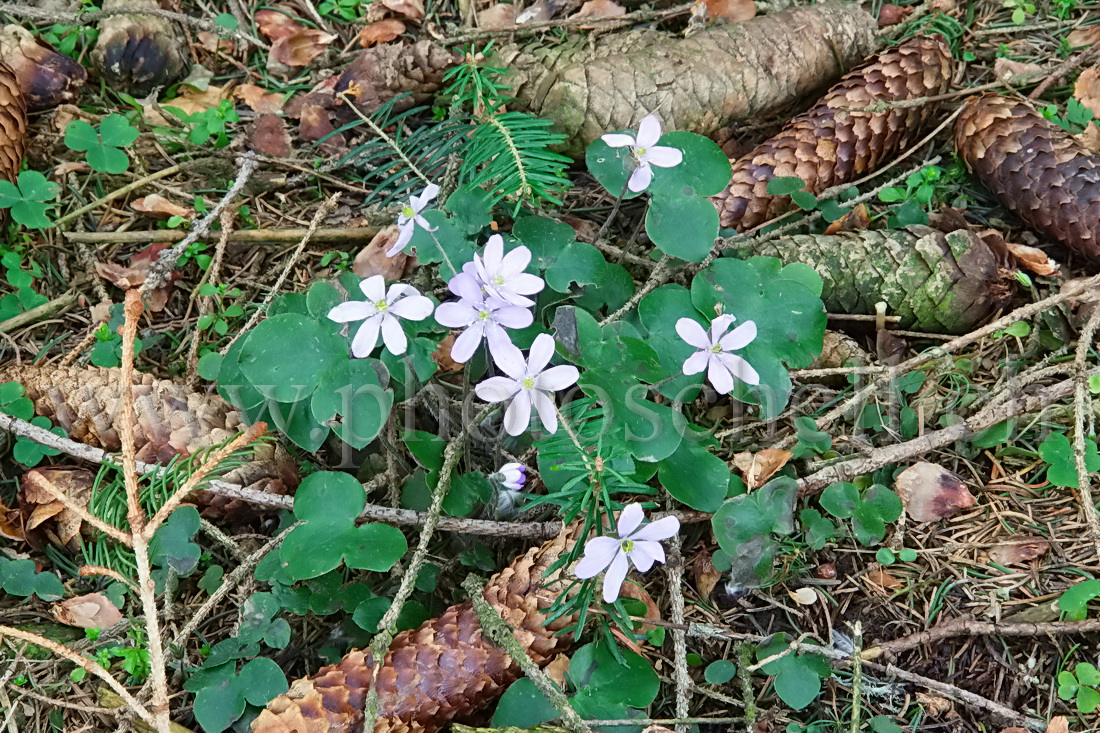 Fleurs du printemps en forêt