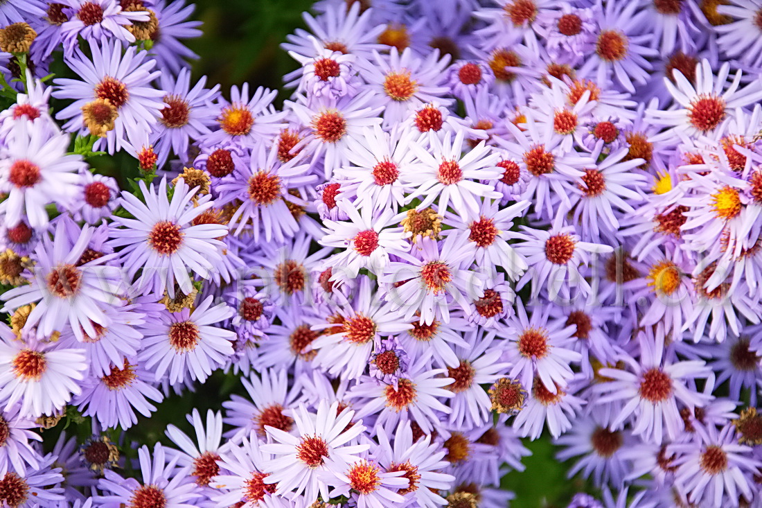 Fleurs d'automne