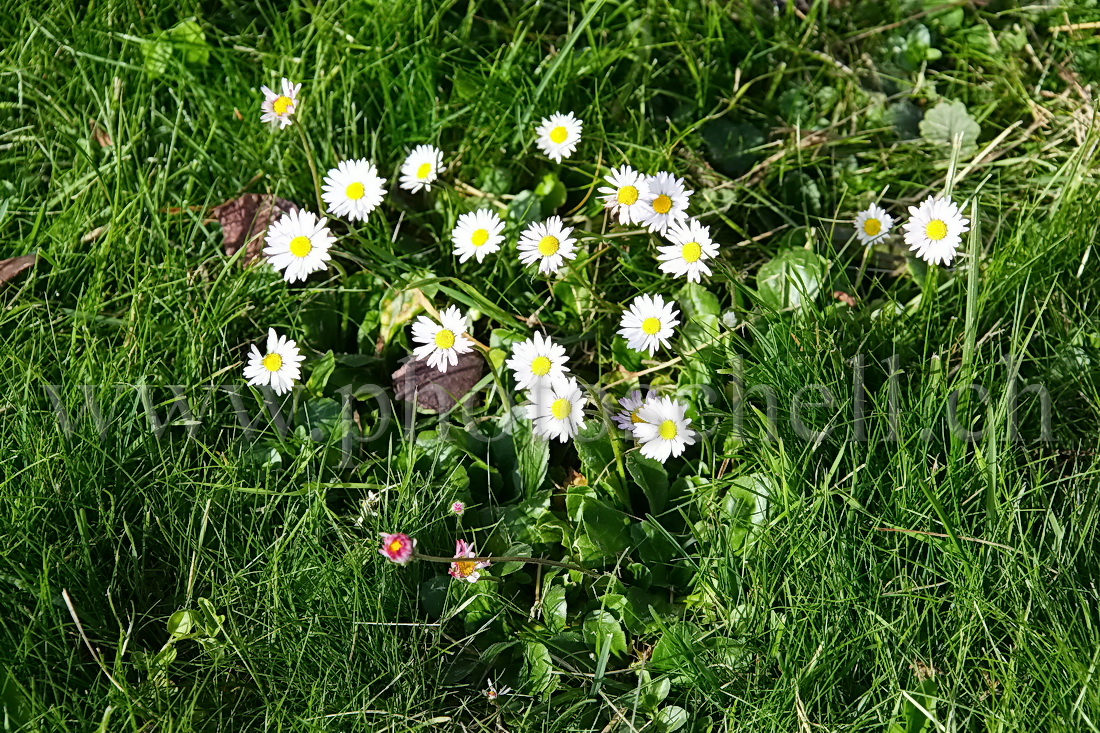 Paquerettes dans l'herbe