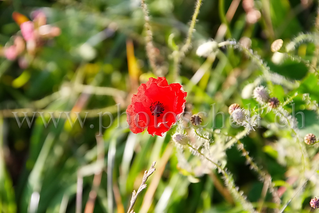 Coquelicot