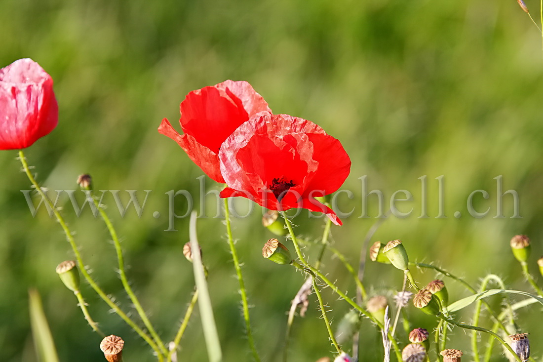 Coquelicots