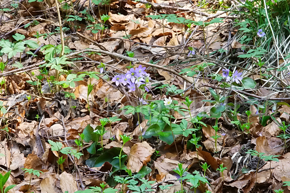 Seule dans la forêt