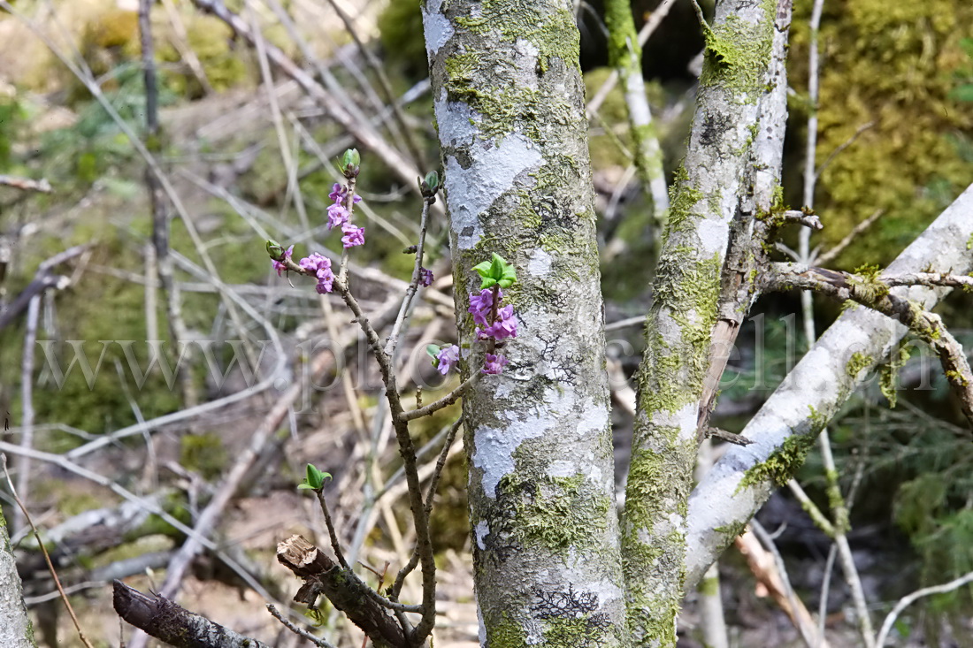 Fleurs isolées