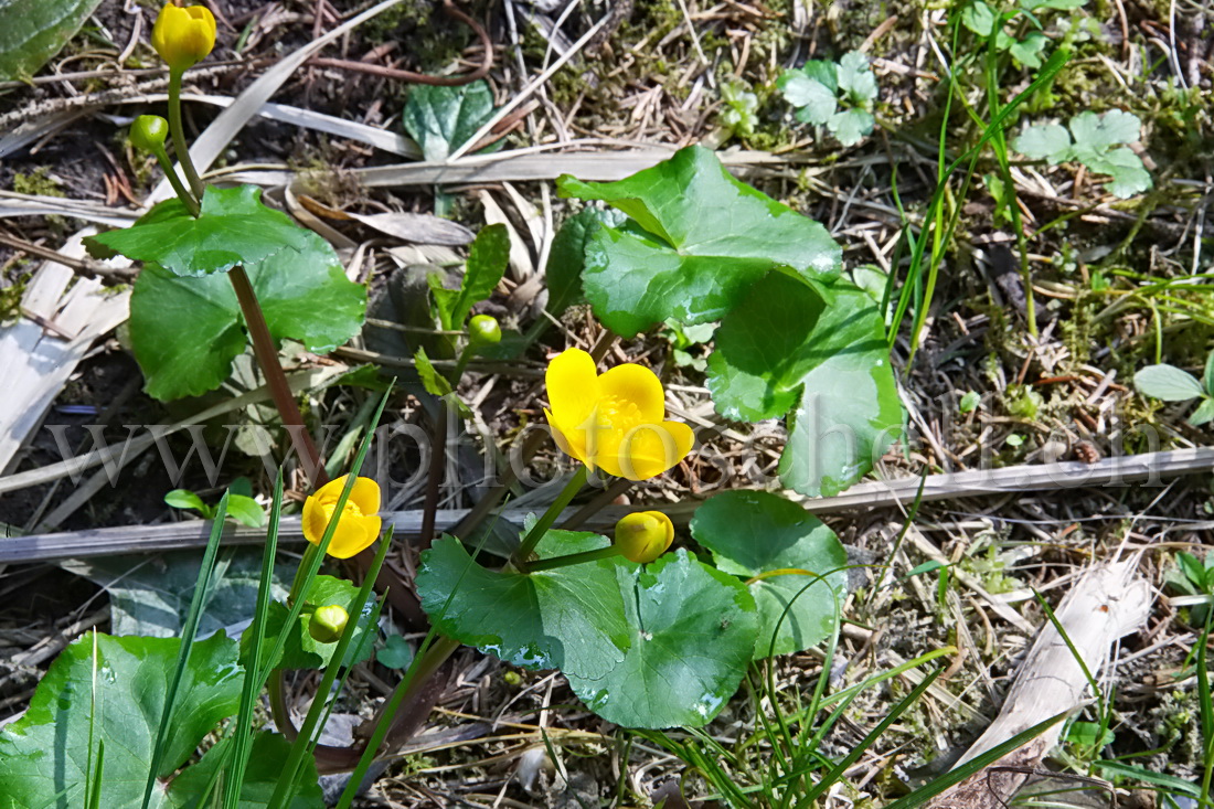 Fleurs de la forêt