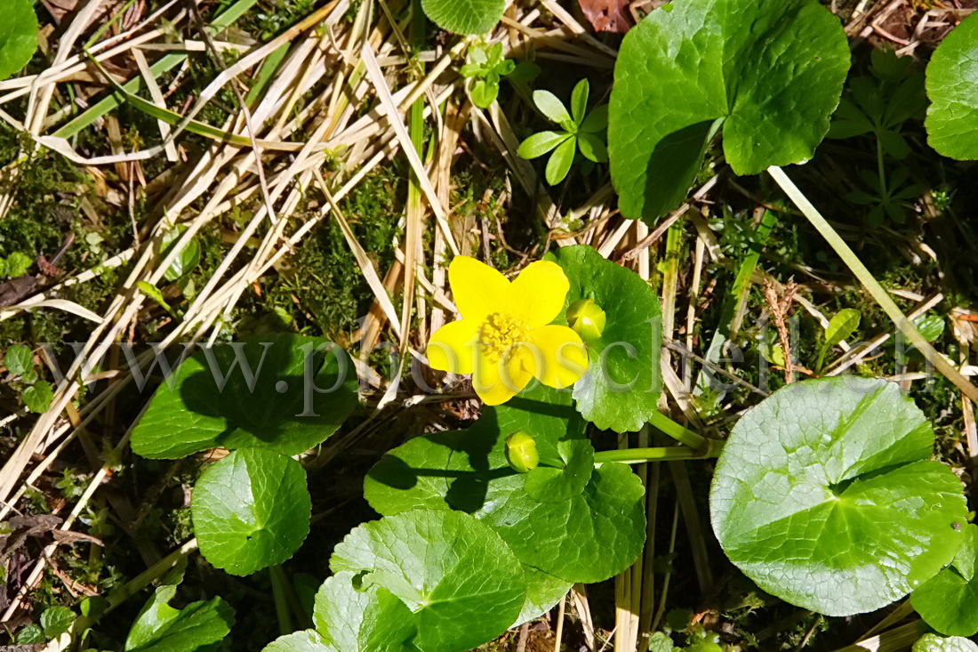 Fleurs de la forêt